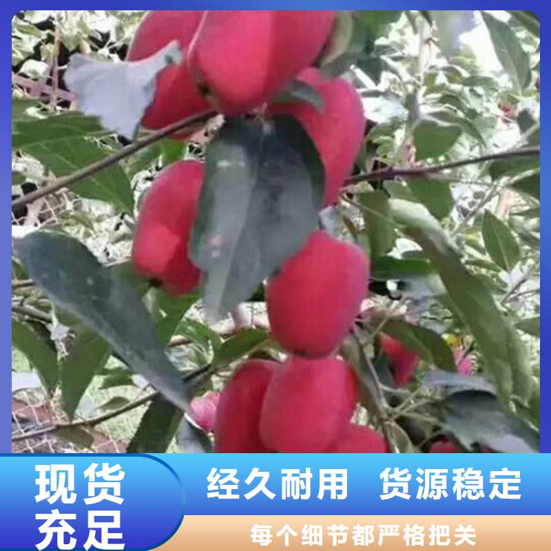 【苹果苹果苗直销厂家】