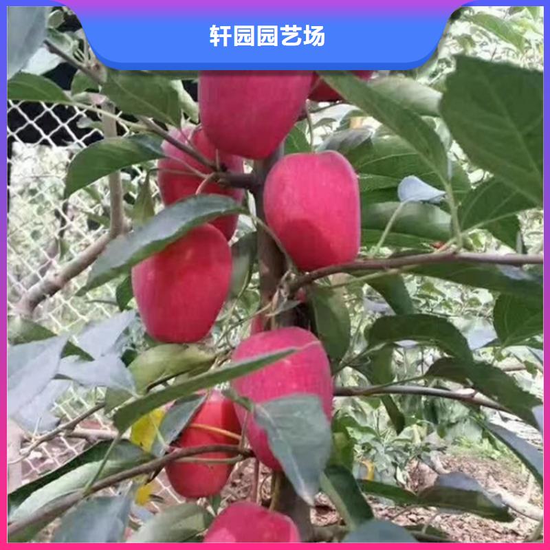 苹果-蓝莓苗多年行业积累