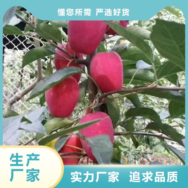 苹果-樱桃苗产品实拍