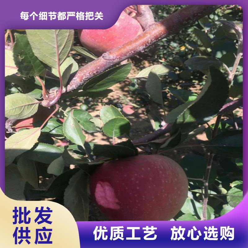 苹果,板栗苗欢迎新老客户垂询