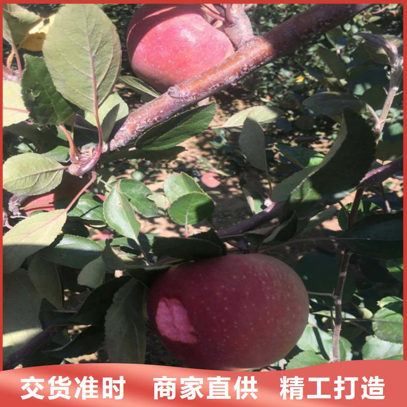 苹果-樱桃苗产品实拍