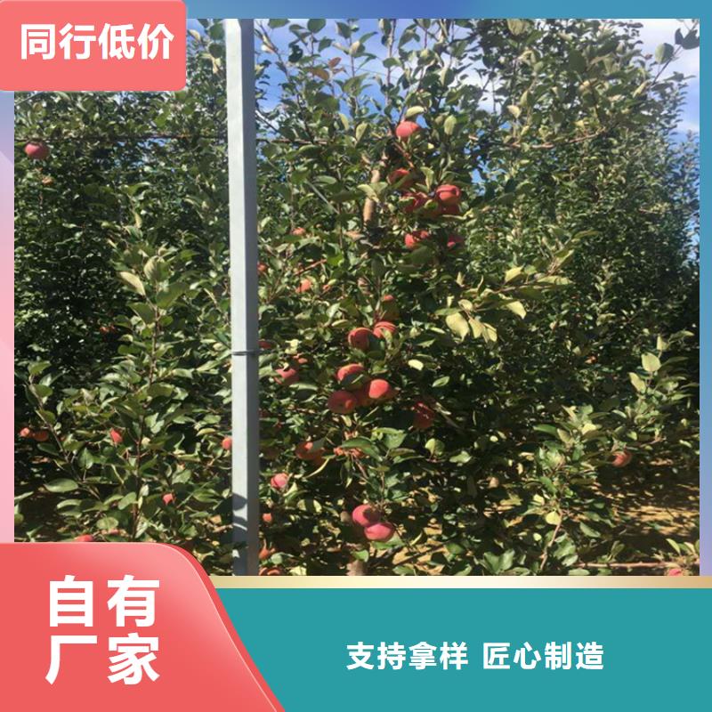 苹果樱桃苗老客户钟爱