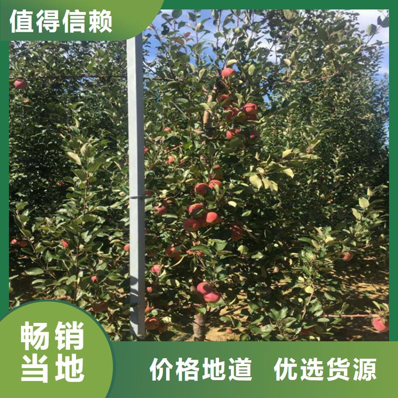 苹果-蓝莓苗多年行业积累