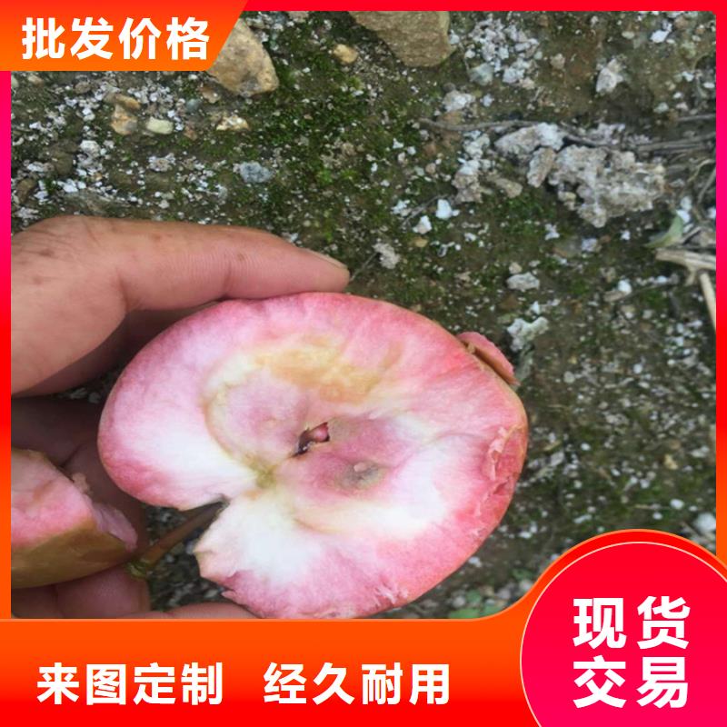 【苹果_梨树苗商家】