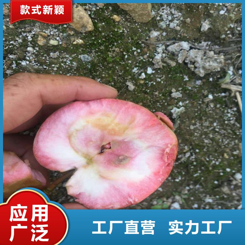 【苹果,桃树苗性价比高】