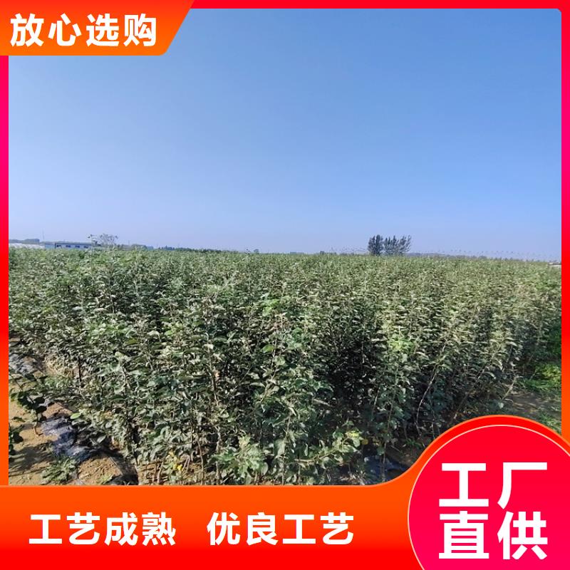 苹果苹果苗设备齐全支持定制