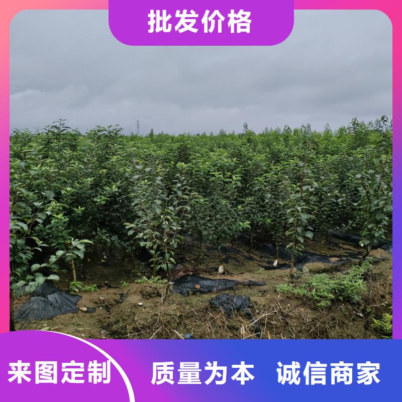 【苹果_梨树苗商家】