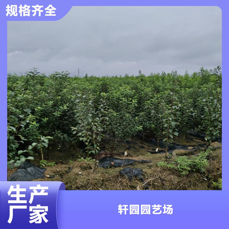 苹果梨树苗出货及时