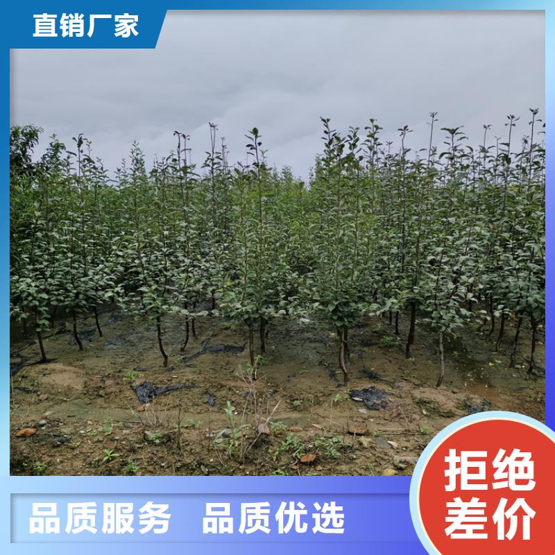 苹果樱桃苗品质无所畏惧