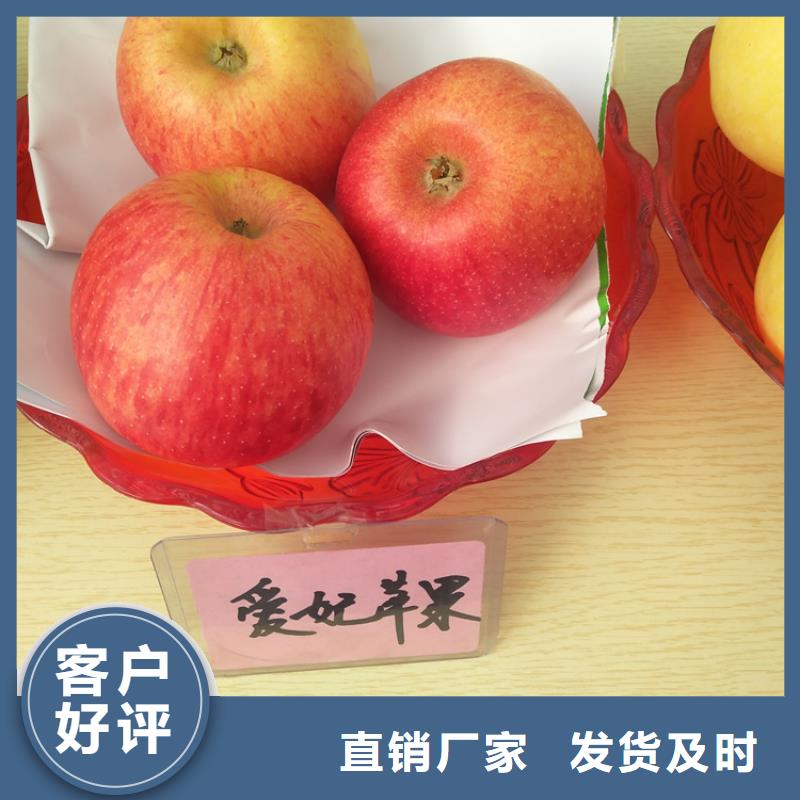 苹果-樱桃苗产品实拍