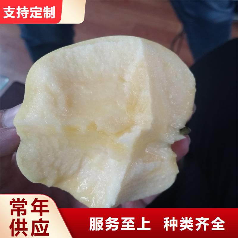 苹果-蓝莓苗多年行业积累