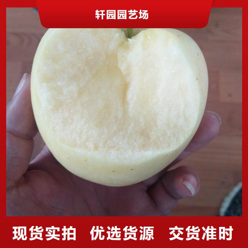 苹果嘎啦苹果放心购