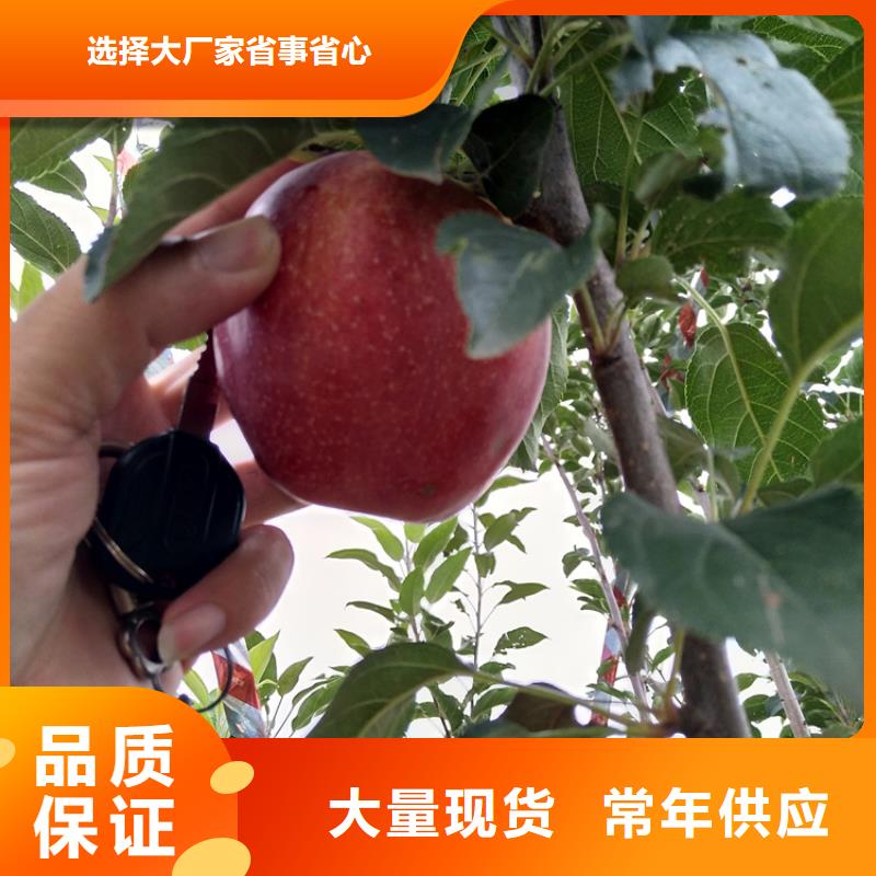 苹果樱桃苗老客户钟爱