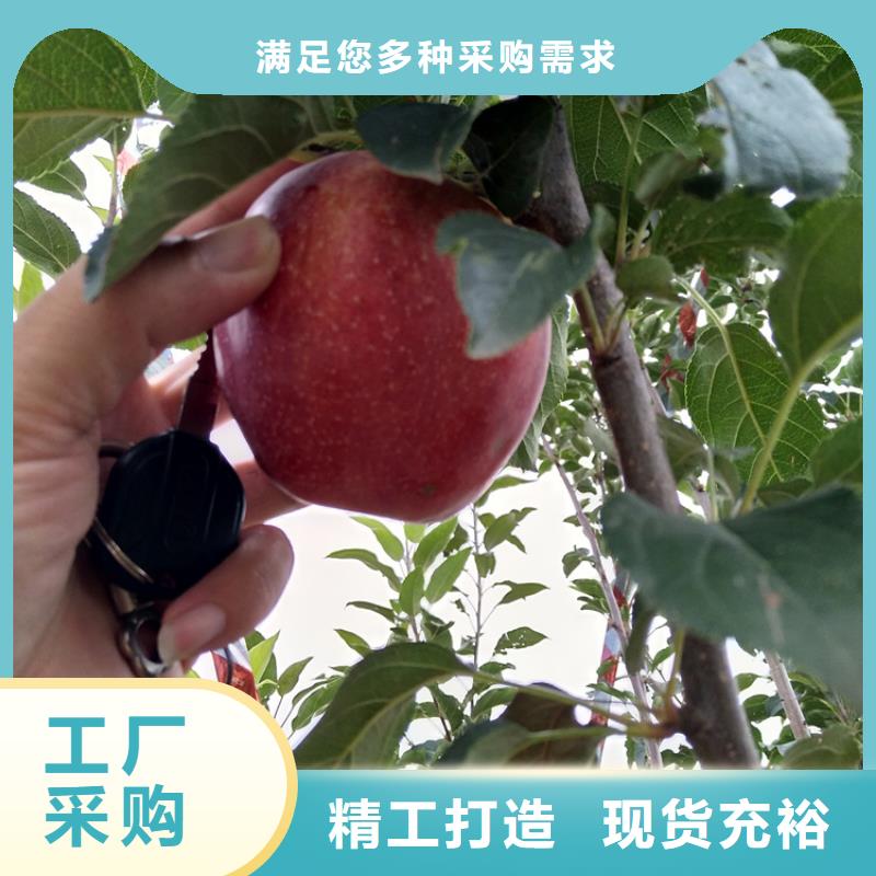 苹果苹果苗畅销本地