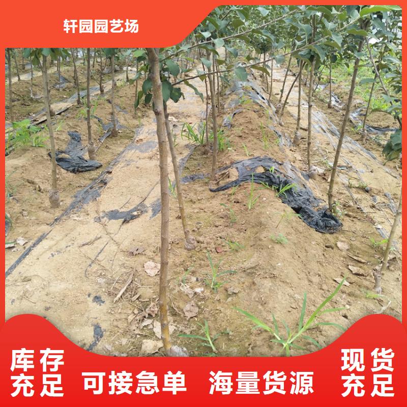 苹果石榴苗快捷物流