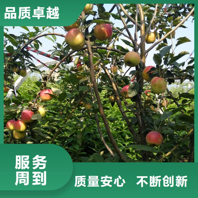 苹果苹果苗直销厂家