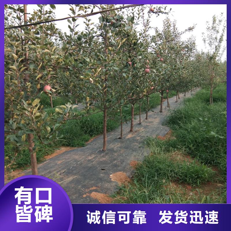 苹果,苹果苗规格齐全