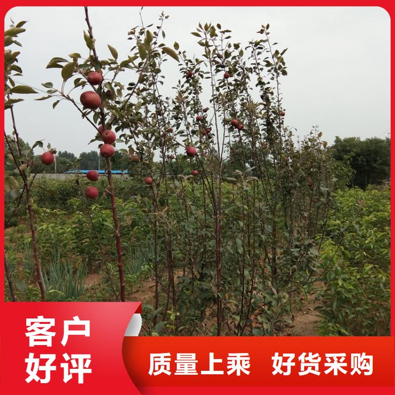 苹果-樱桃苗产品实拍