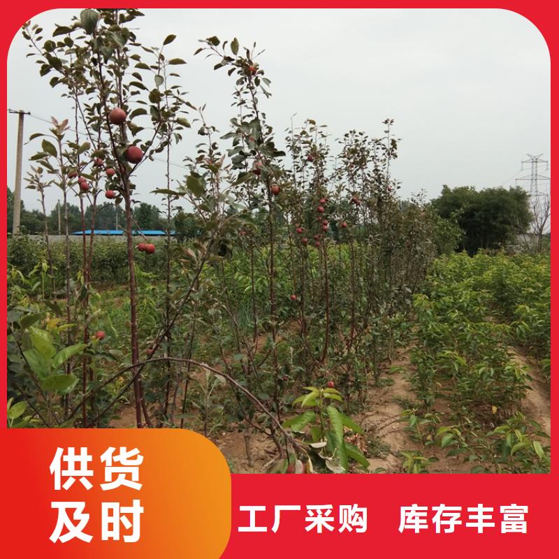 苹果-蓝莓苗多年行业积累
