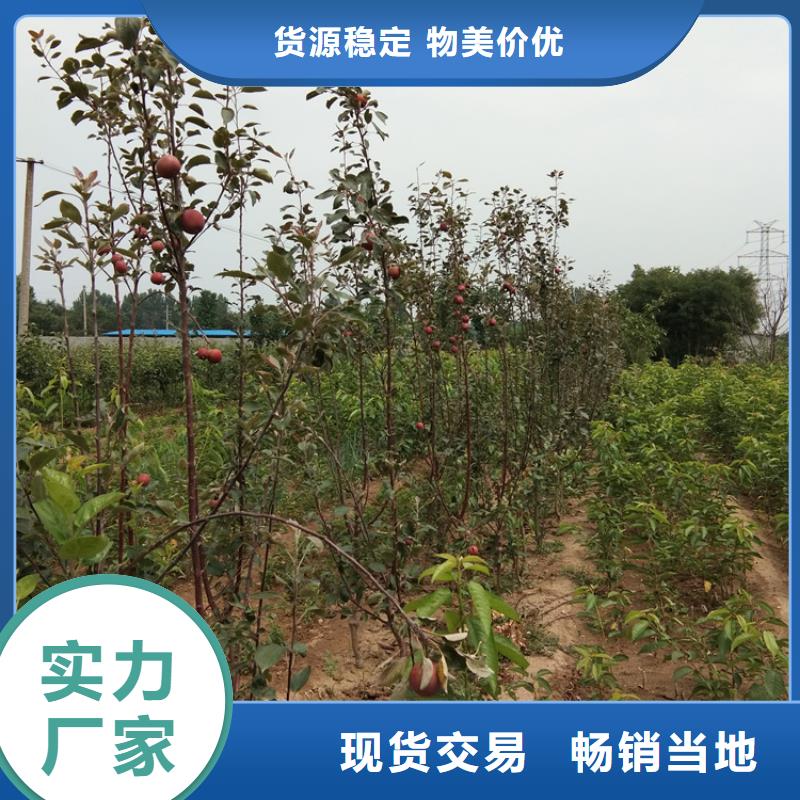 苹果-樱桃苗产品实拍