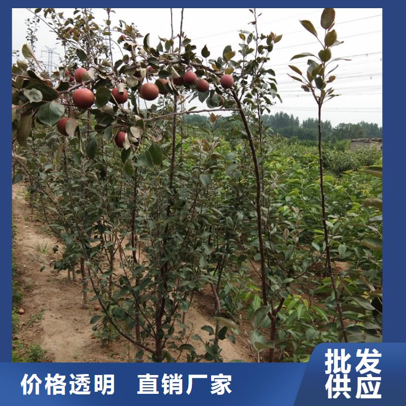 苹果嘎啦苹果放心购