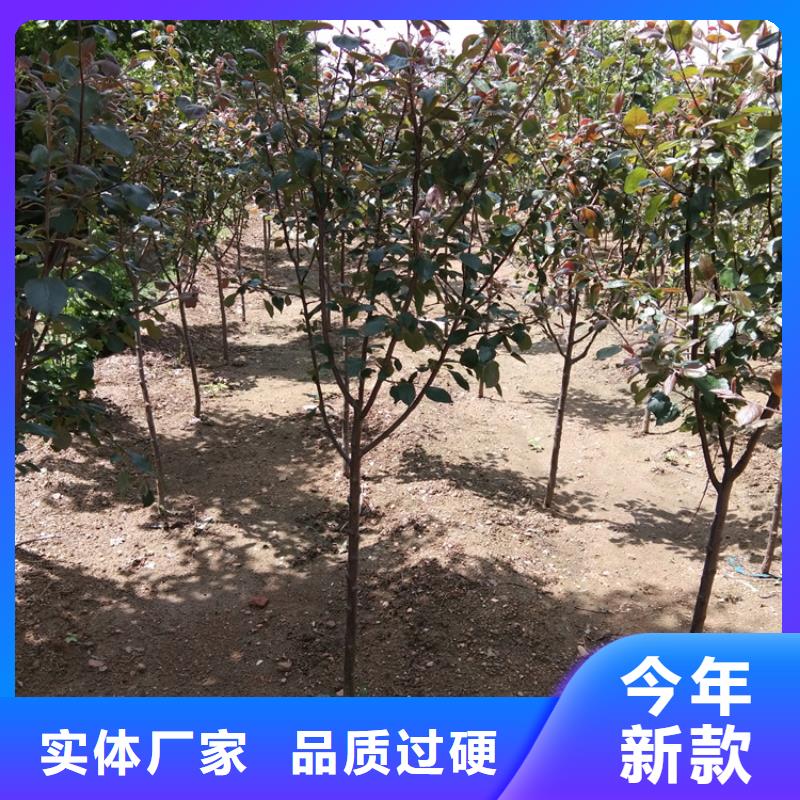 苹果,苹果苗规格齐全