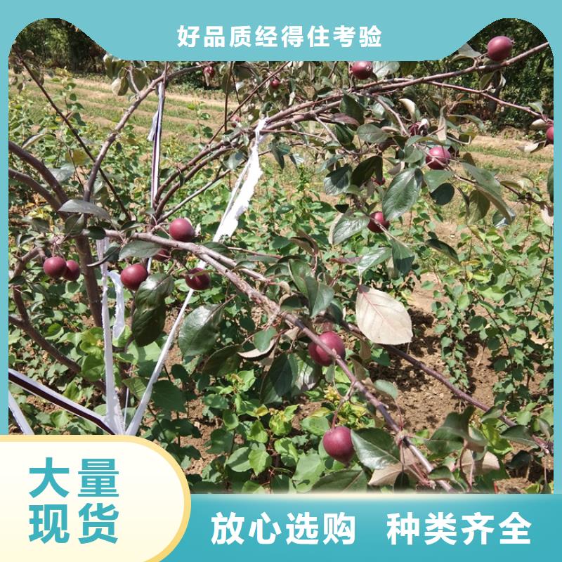 【苹果】_苹果苗欢迎来电询价