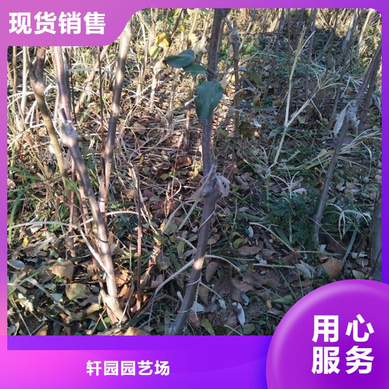 苹果蓝莓苗厂家现货供应