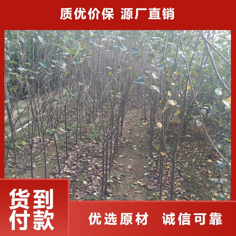 苹果樱桃苗老客户钟爱