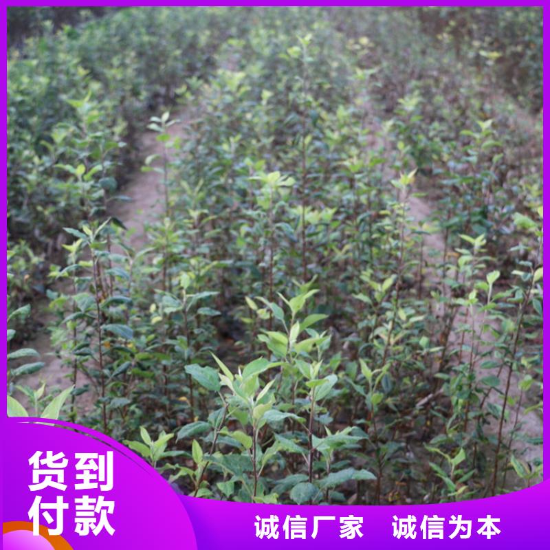 苹果苹果苗设备齐全支持定制