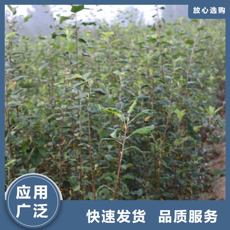 苹果石榴树批发供应