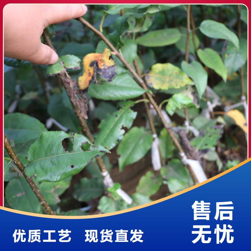 【苹果苹果苗直销厂家】