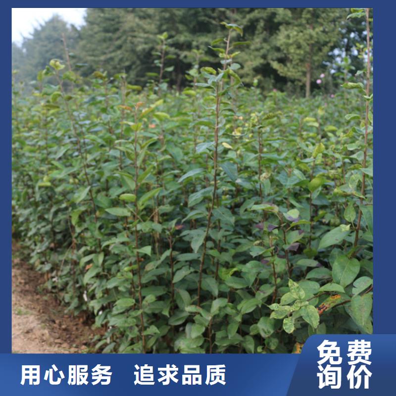 苹果石榴树支持拿样