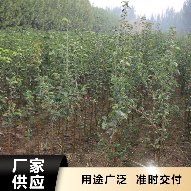 苹果蓝莓苗高质量高信誉