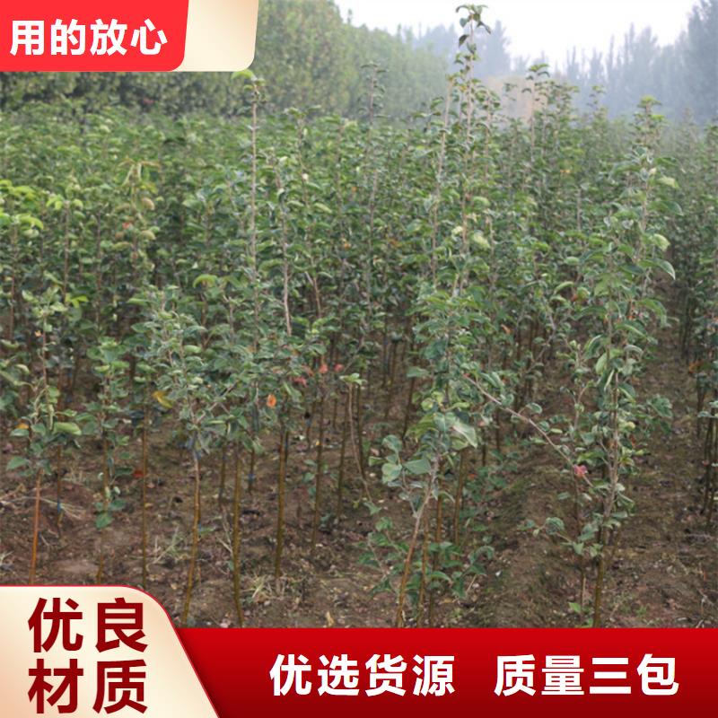 苹果苹果苗设备齐全支持定制