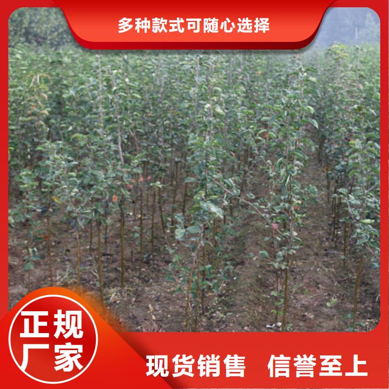 【苹果樱桃苗现货充足】