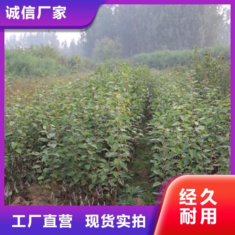 【苹果】嘎啦苹果货品齐全