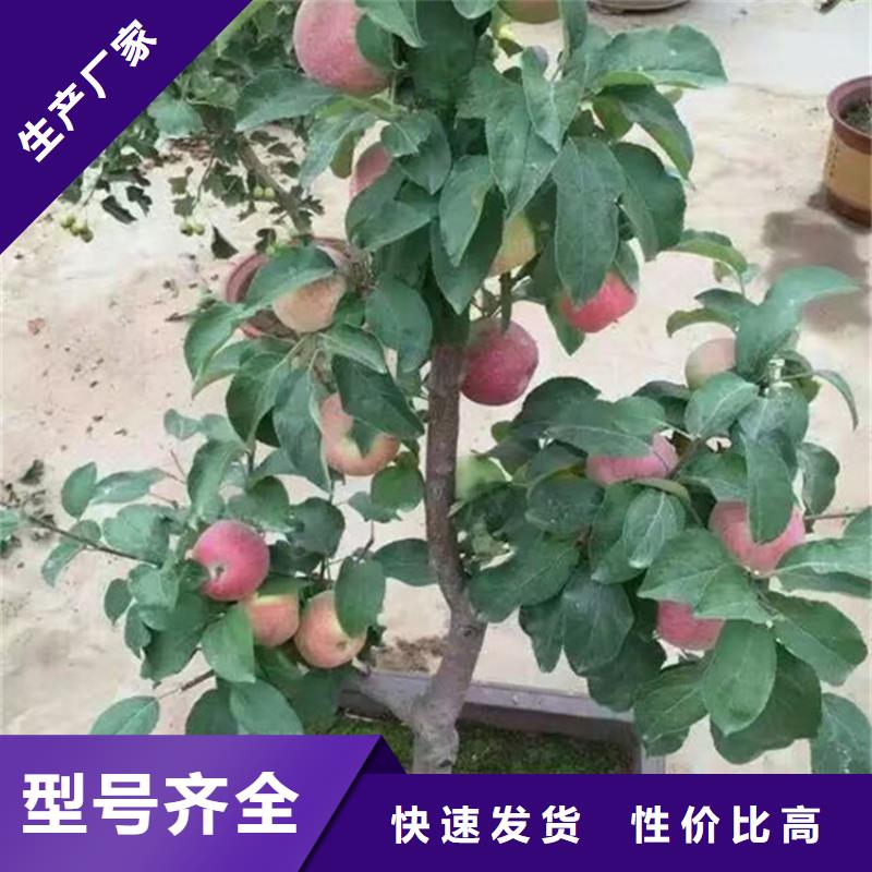 苹果石榴树支持拿样