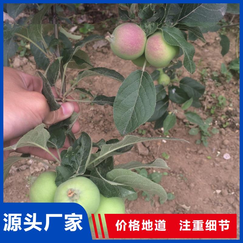 苹果,板栗苗欢迎新老客户垂询