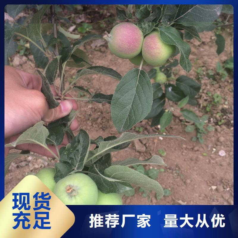 苹果【樱桃苗】厂家直发
