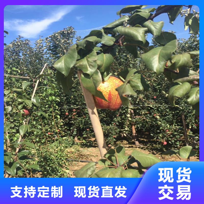 梨树-苹果苗发货及时