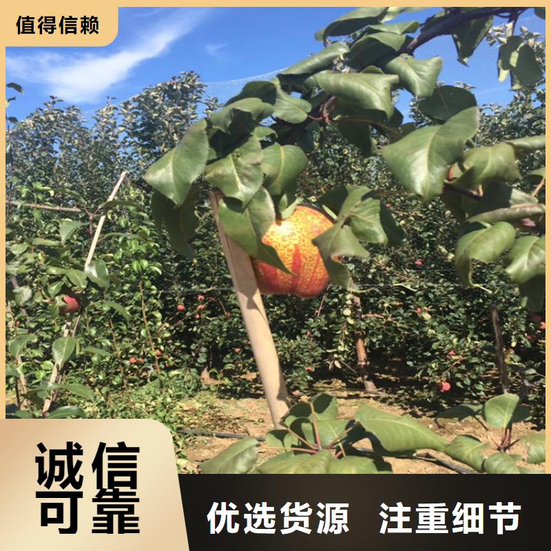 梨树桃树苗定制零售批发