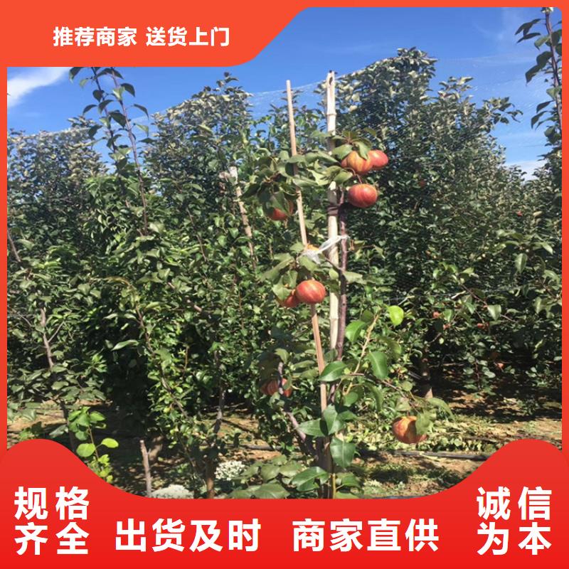 梨树草莓苗厂家