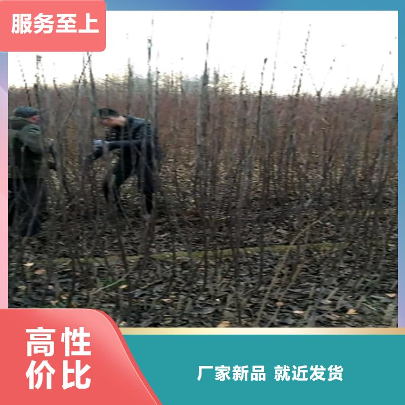 梨树,苹果苗定制速度快工期短