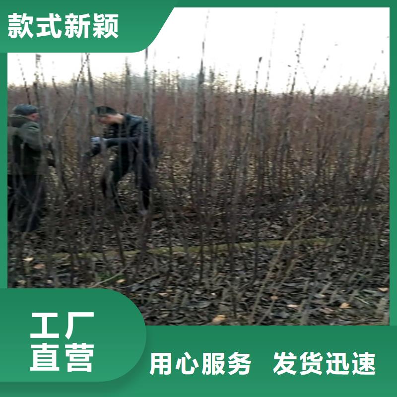 梨树_【猕猴桃苗】实力雄厚品质保障