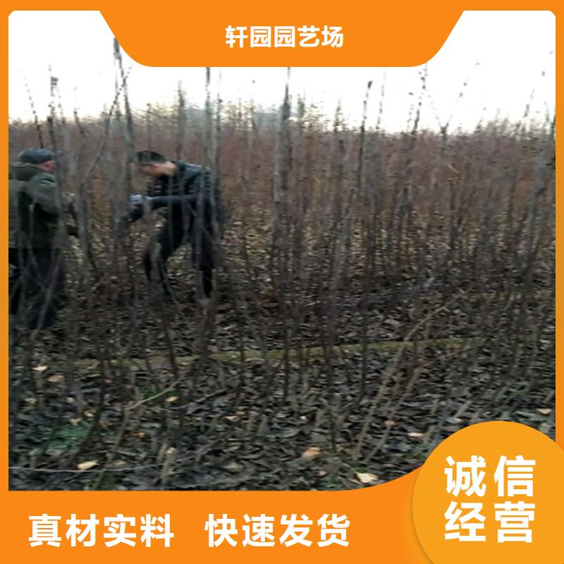 梨树桃树苗定制零售批发