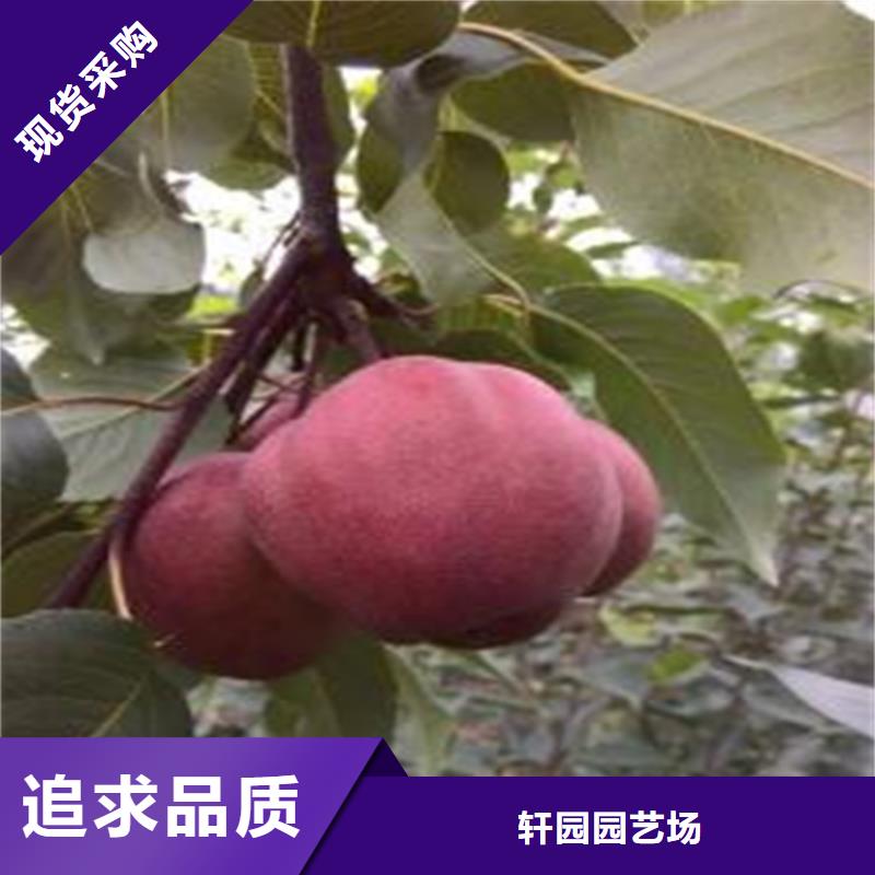 梨树_猕猴桃苗为您提供一站式采购服务