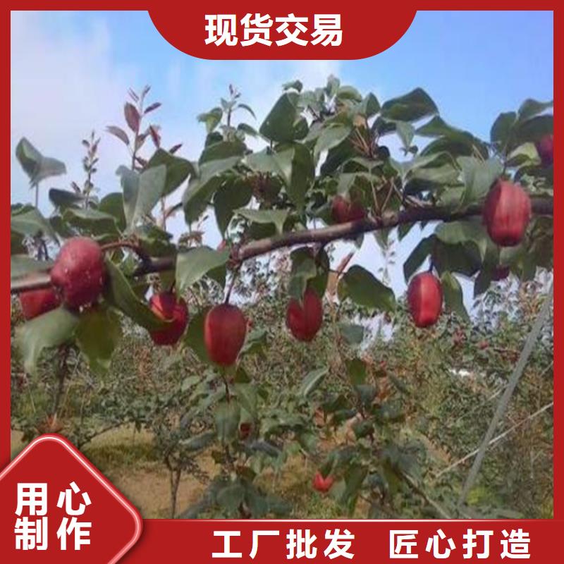 梨树【石榴树】质量无忧