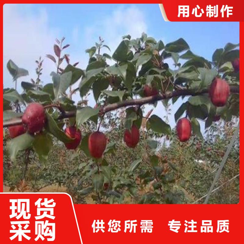 梨树桃树苗定制零售批发