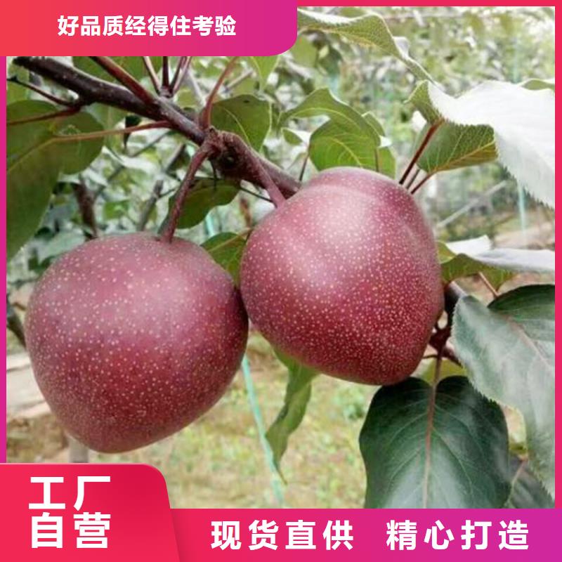 梨树_【猕猴桃苗】实力雄厚品质保障